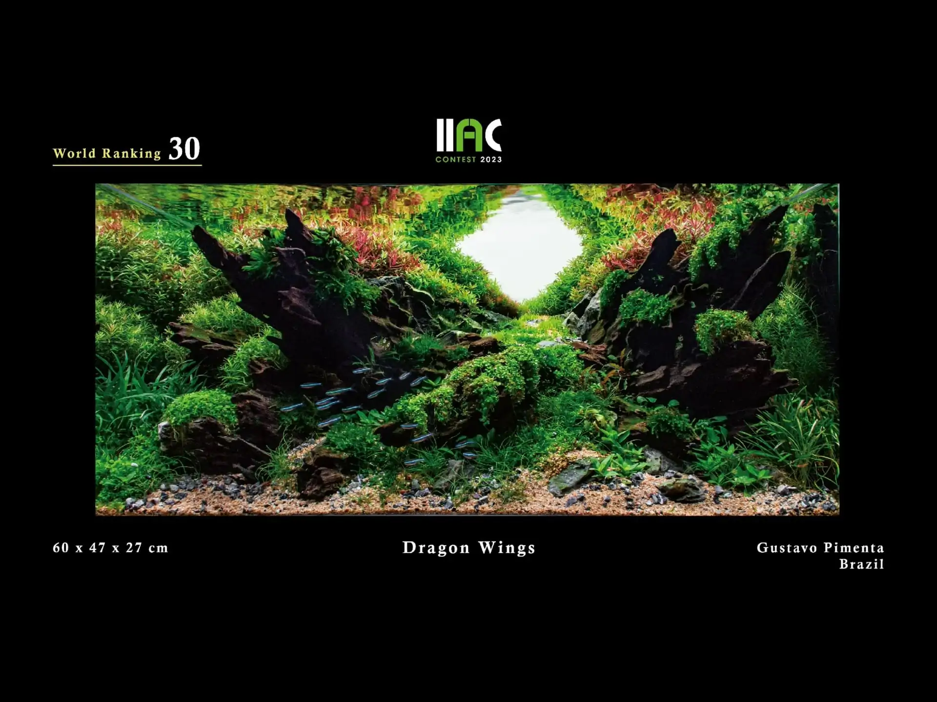 Dragon Wings - IIAC 2023 #30 Gustavo Pimenta / Brazil